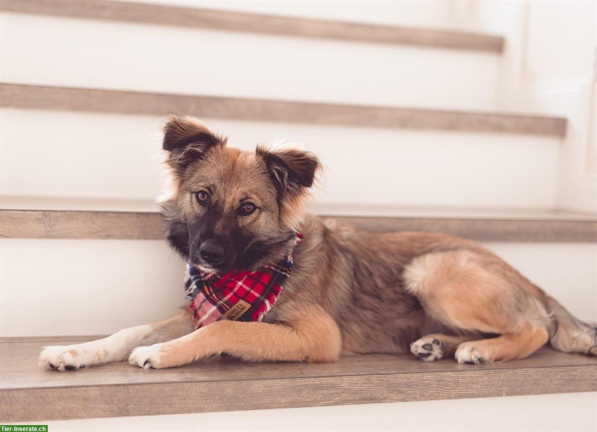 Bild 2: Mischlingshündin sucht liebes Zuhause, familienfreundlich