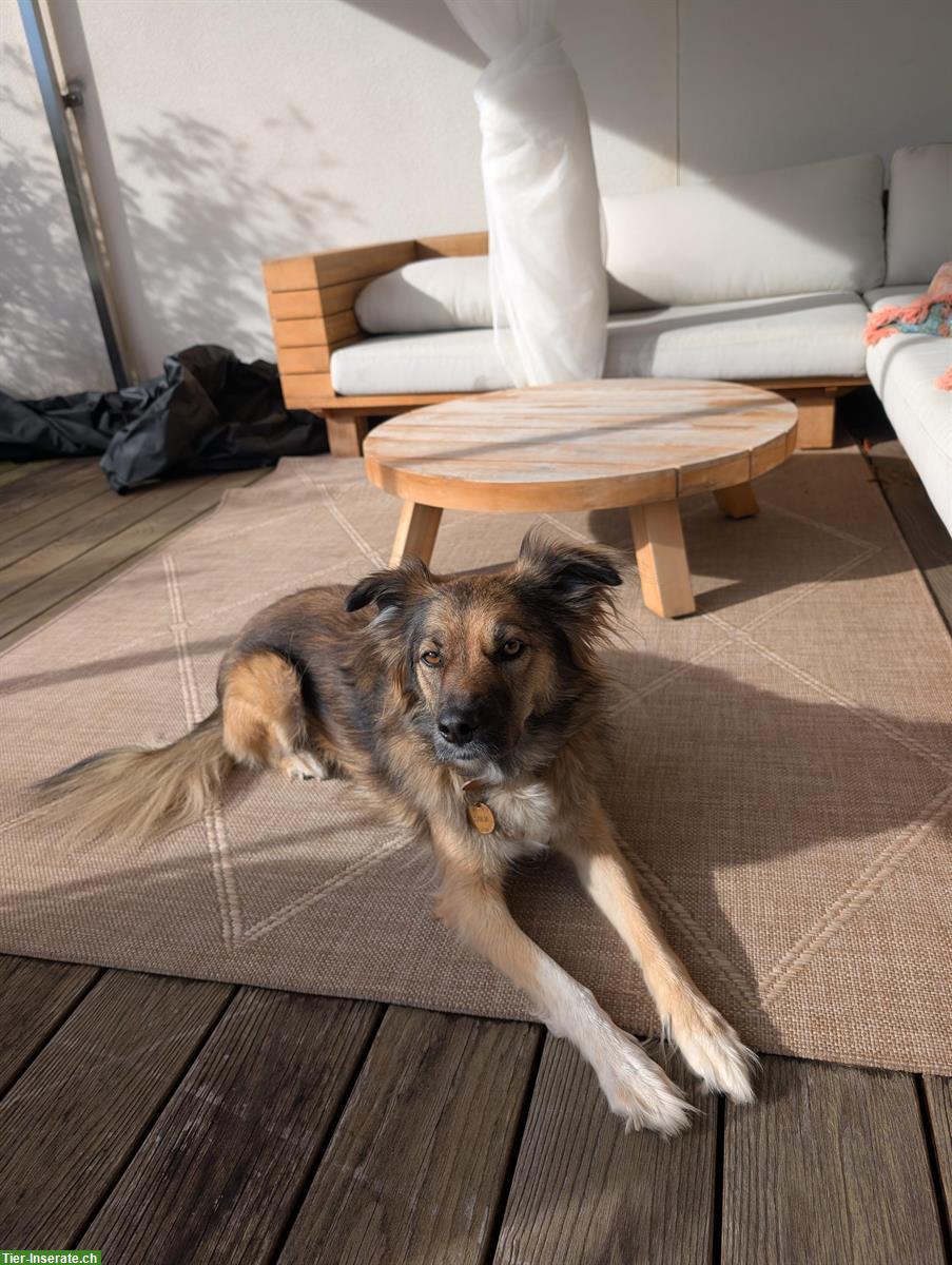 Bild 3: Mischlingshündin sucht liebes Zuhause, familienfreundlich