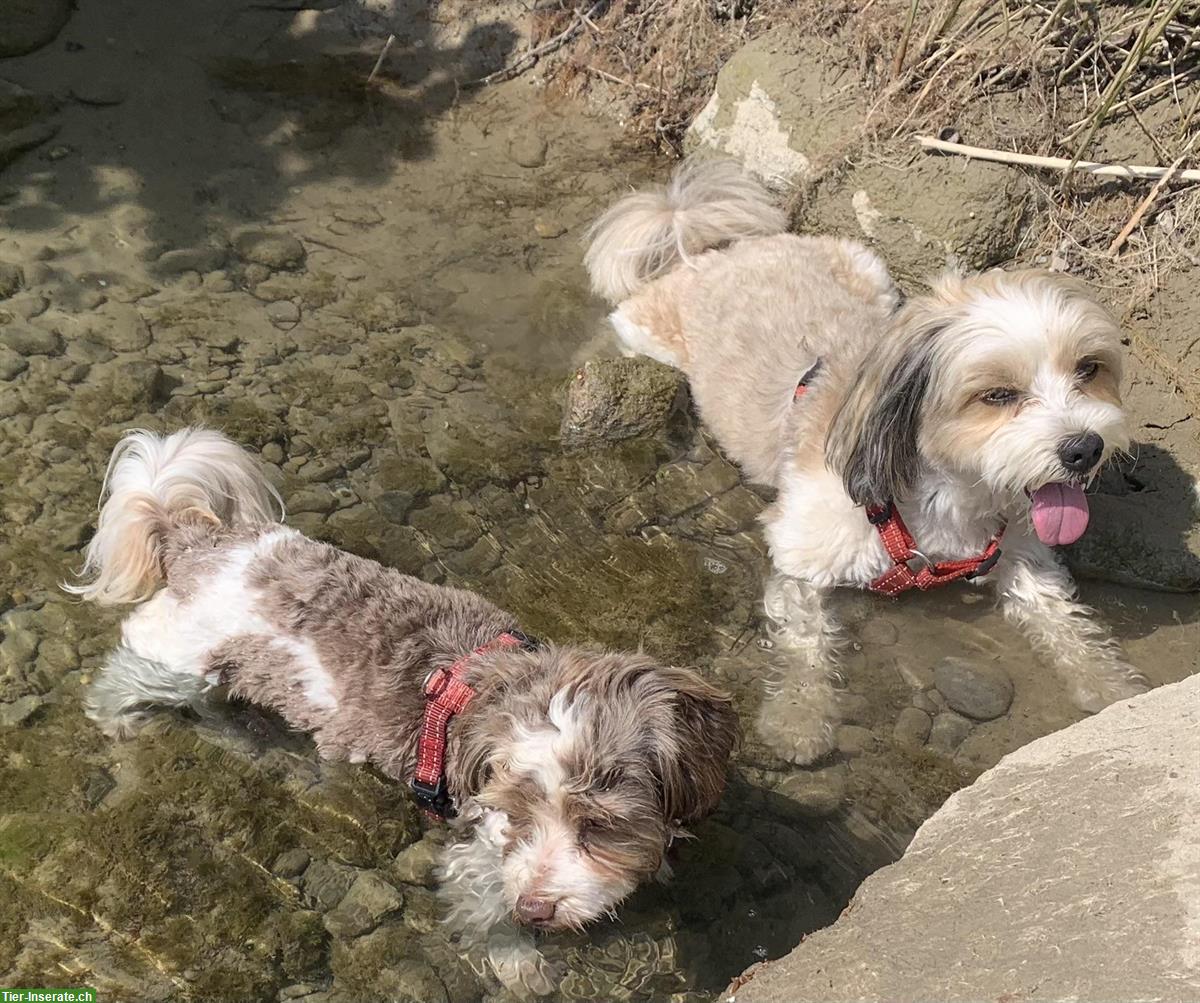 Havaneser Welpen (ohne Papiere) jedoch von reinrassigen Eltern