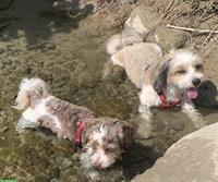 Havaneser Welpen (ohne Papiere) jedoch von reinrassigen Eltern