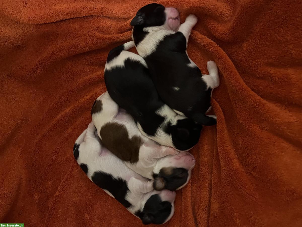 Bild 2: Havaneser Welpen (ohne Papiere) jedoch von reinrassigen Eltern