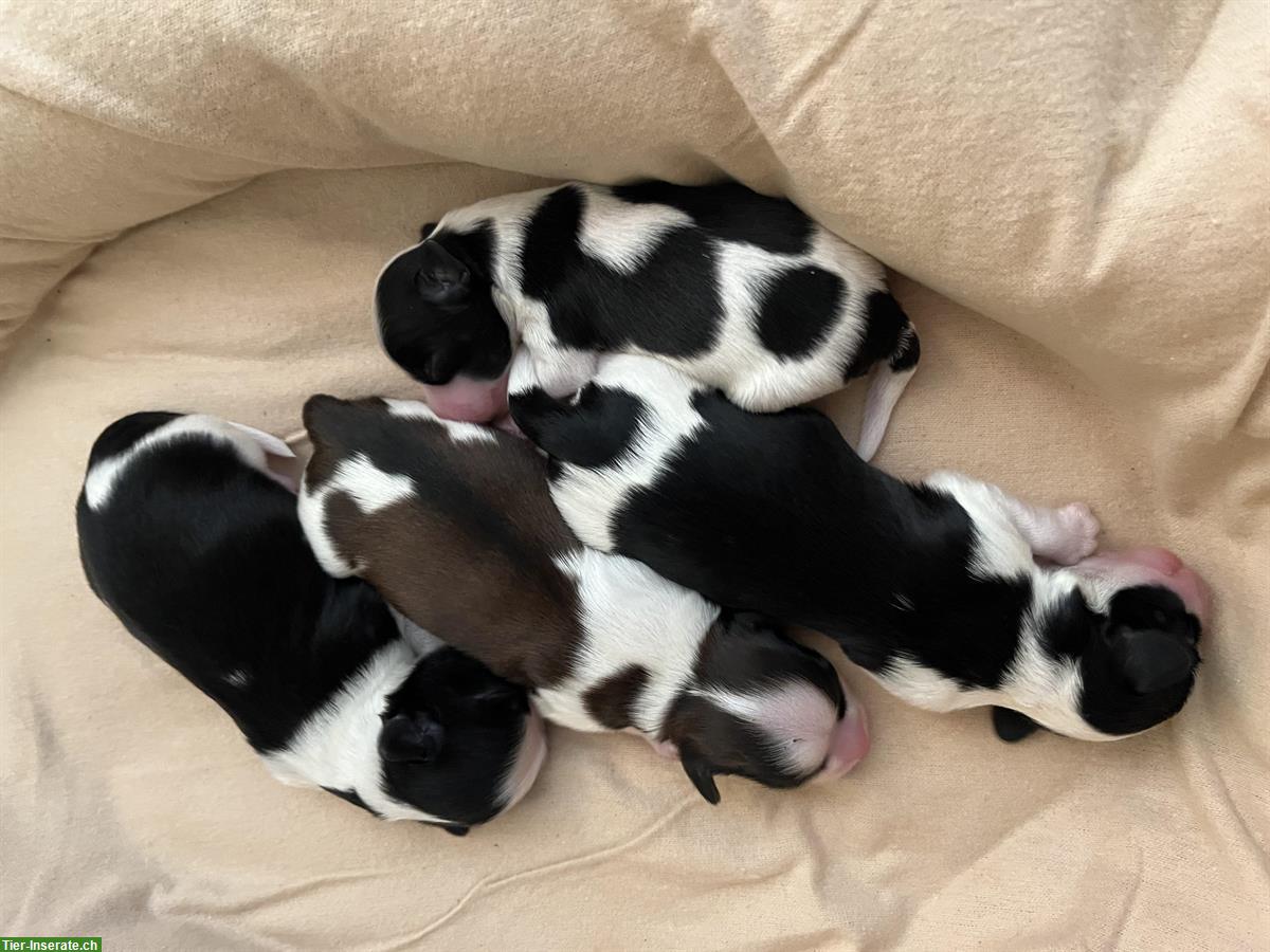 Bild 3: Havaneser Welpen (ohne Papiere) jedoch von reinrassigen Eltern