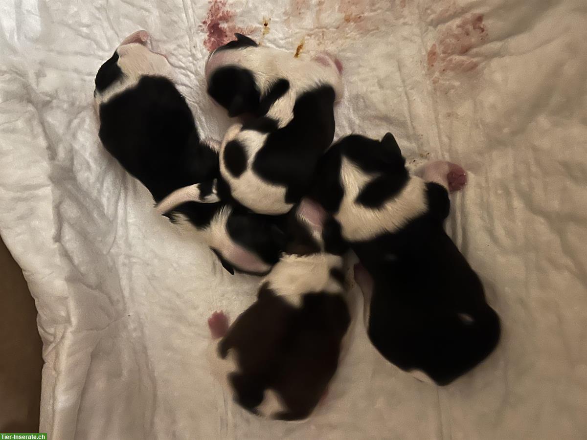 Bild 4: Havaneser Welpen (ohne Papiere) jedoch von reinrassigen Eltern