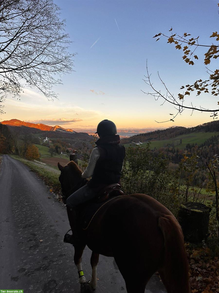 Stellengesuch: Teilzeitjob (60%) im Umgang mit Tieren