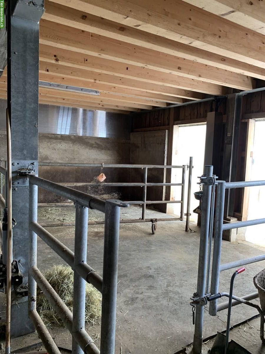 Pferdebox frei in St. Peterzell (SG) mit Auslauf