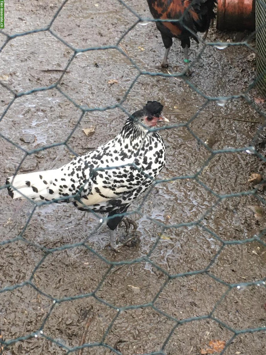 Appenzeller Spitzhauben Henne, silber-schwarz-getupft