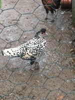 Appenzeller Spitzhauben Henne, silber-schwarz-getupft