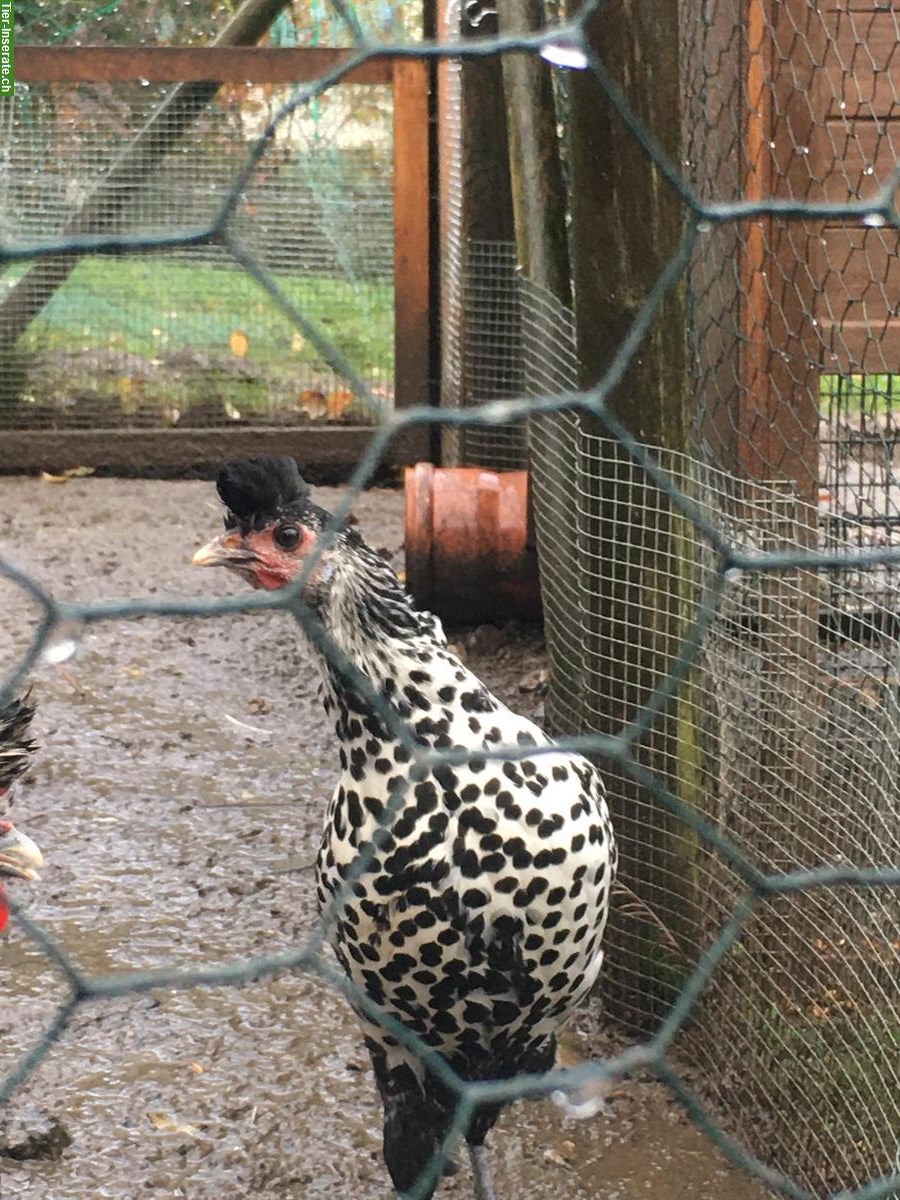 Bild 2: Appenzeller Spitzhauben Henne, silber-schwarz-getupft