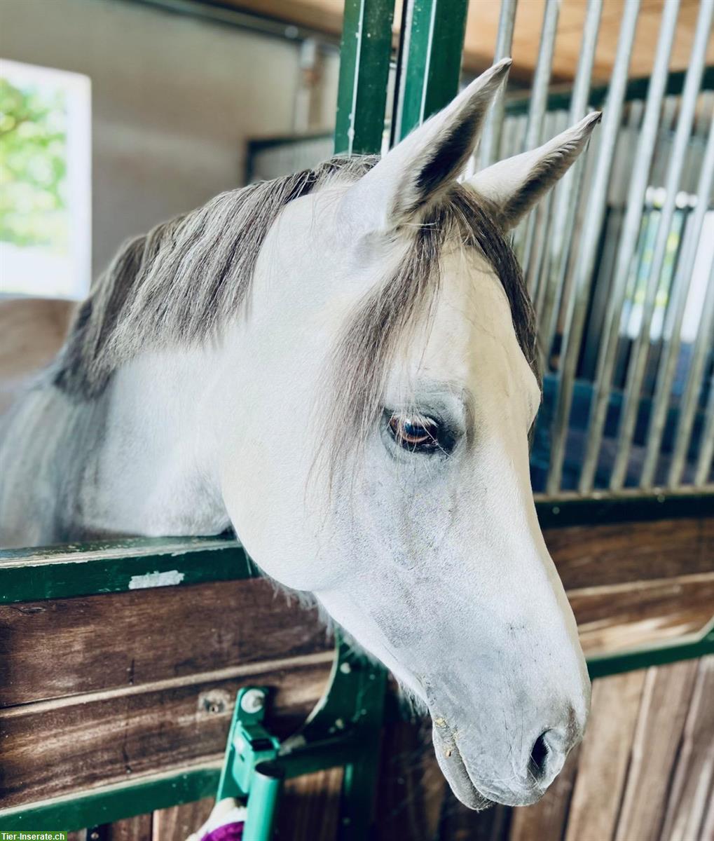 Reitbeteiligung in Thayngen für liebe Ponystute