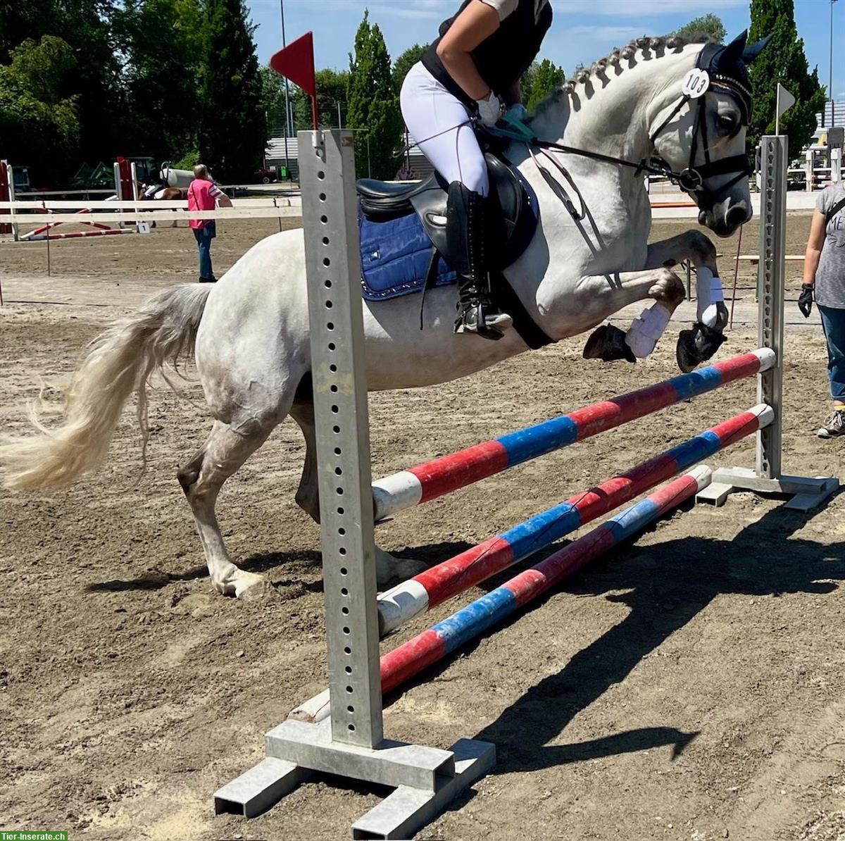 Bild 2: Reitbeteiligung in Thayngen für liebe Ponystute