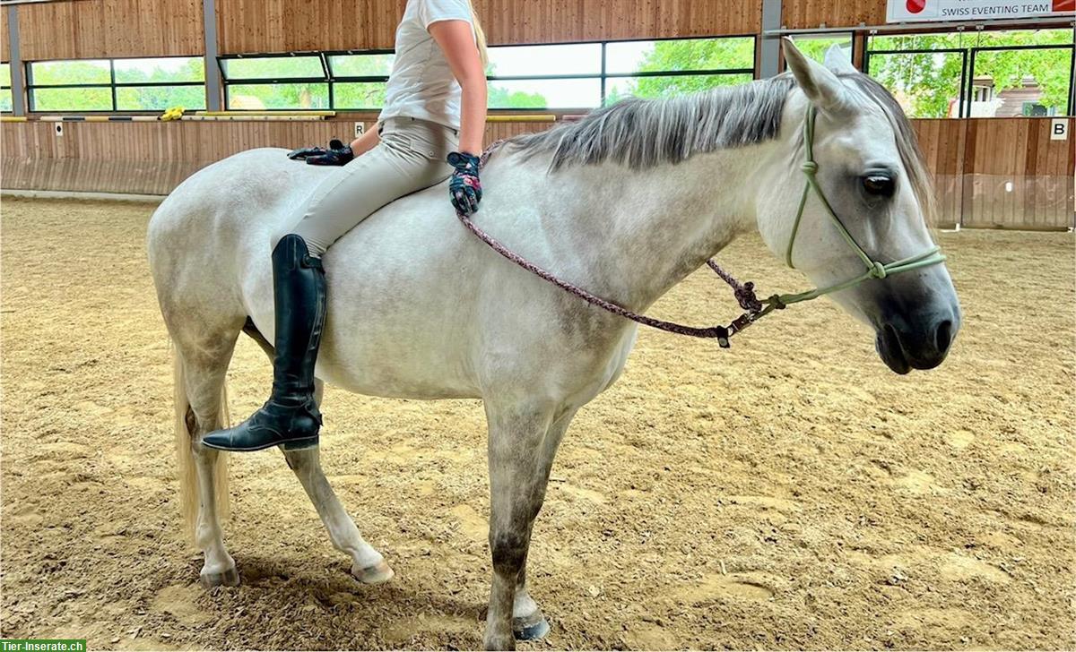Bild 3: Reitbeteiligung in Thayngen für liebe Ponystute