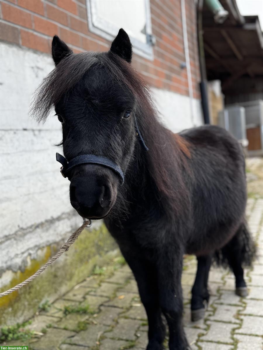Shetty Wallach als Therapie und oder Kinderpony
