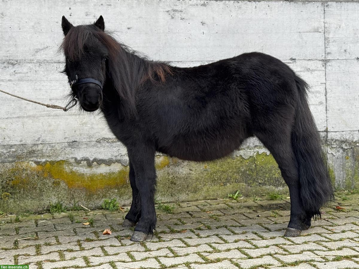 Bild 2: Shetty Wallach als Therapie und oder Kinderpony