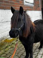 Hübsche Shetty Stuten mit Abstammung