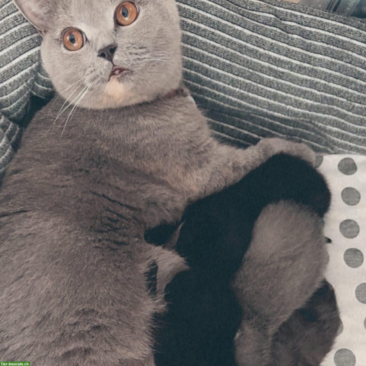 BKH Kitten suchen neues Zuhause ab Januar