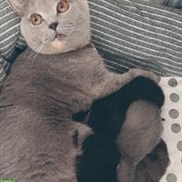 BKH Kitten suchen neues Zuhause ab Januar