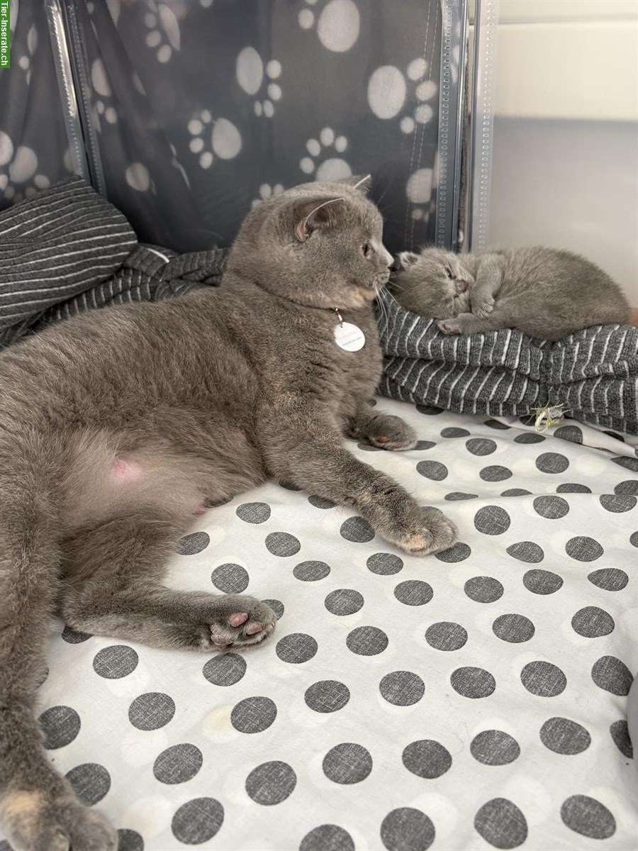 Bild 10: BKH Kitten suchen neues Zuhause ab Januar