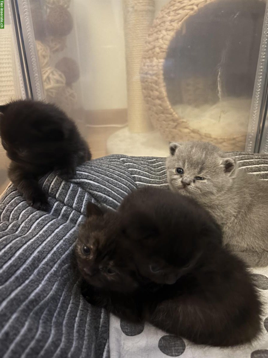 Bild 2: BKH Kitten suchen neues Zuhause ab Januar