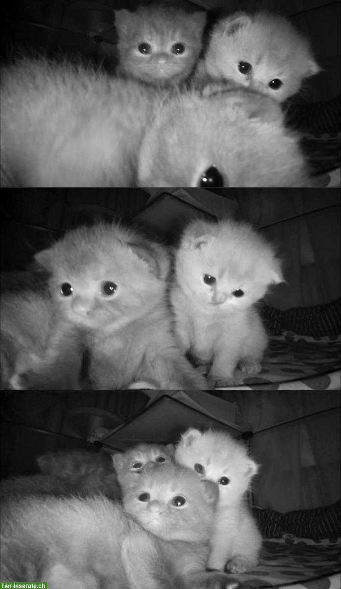 Bild 3: BKH Kitten suchen neues Zuhause ab Januar