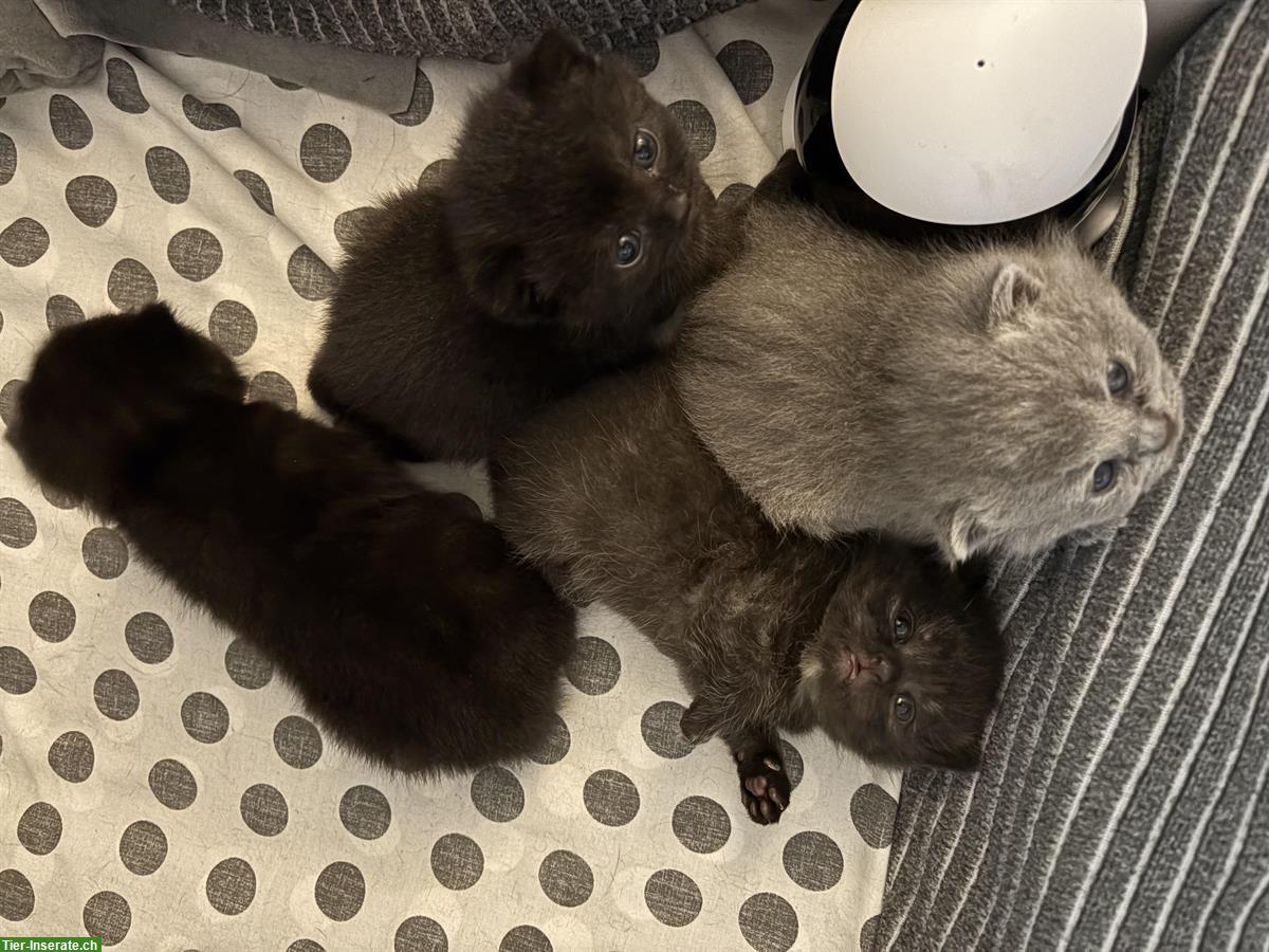 Bild 4: BKH Kitten suchen neues Zuhause ab Januar