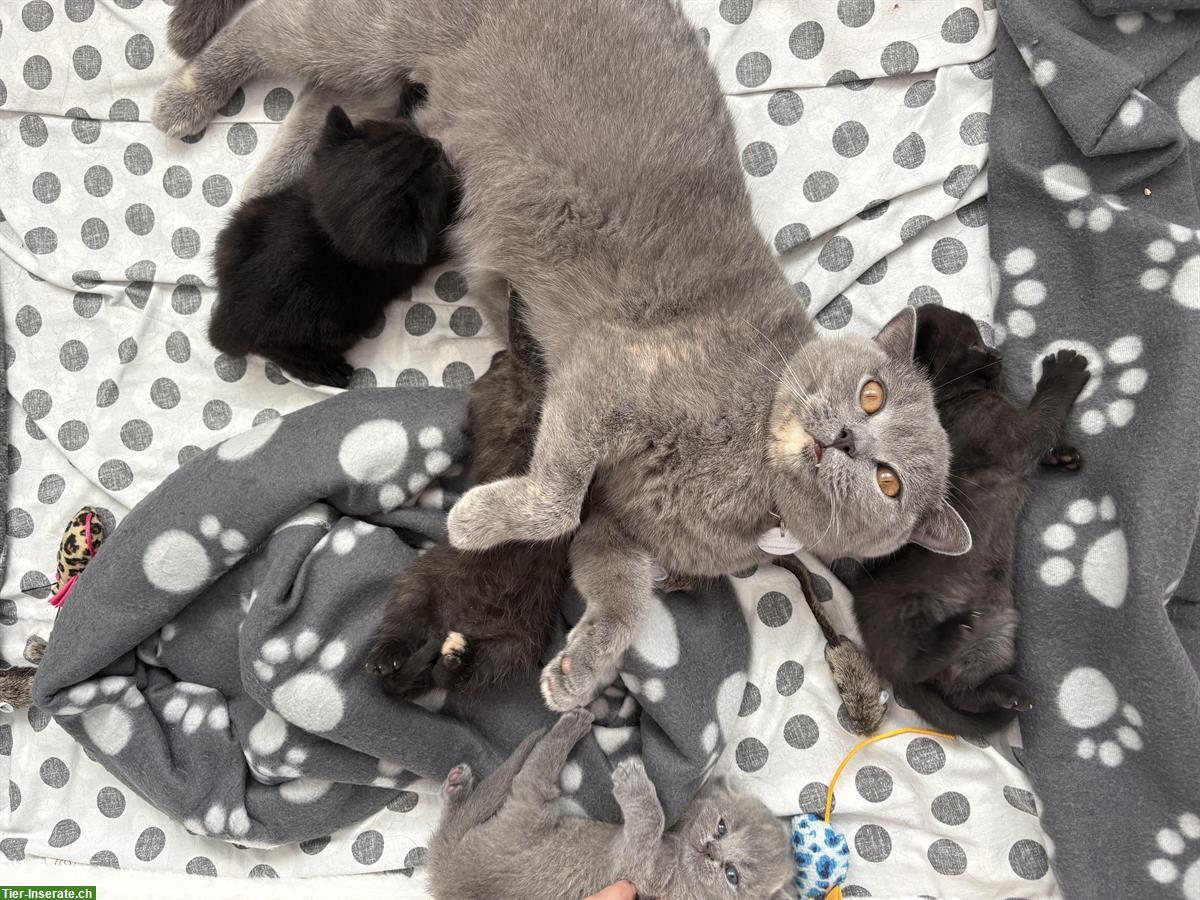 Bild 5: BKH Kitten suchen neues Zuhause ab Januar