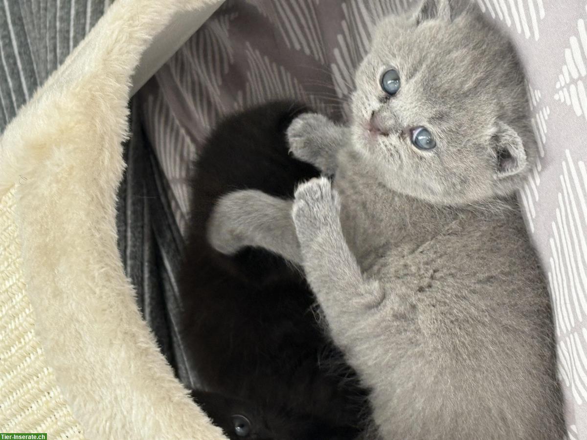 Bild 6: BKH Kitten suchen neues Zuhause ab Januar