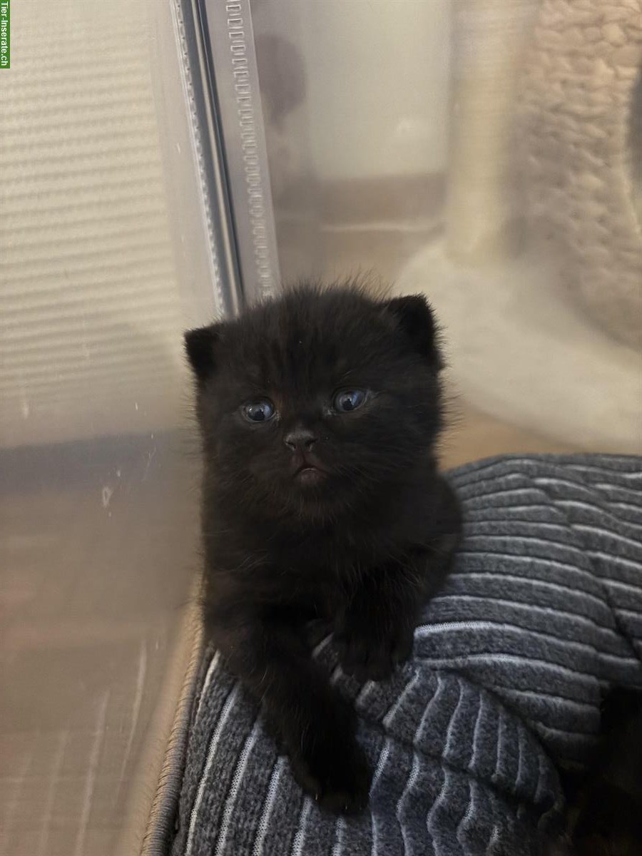 Bild 7: BKH Kitten suchen neues Zuhause ab Januar