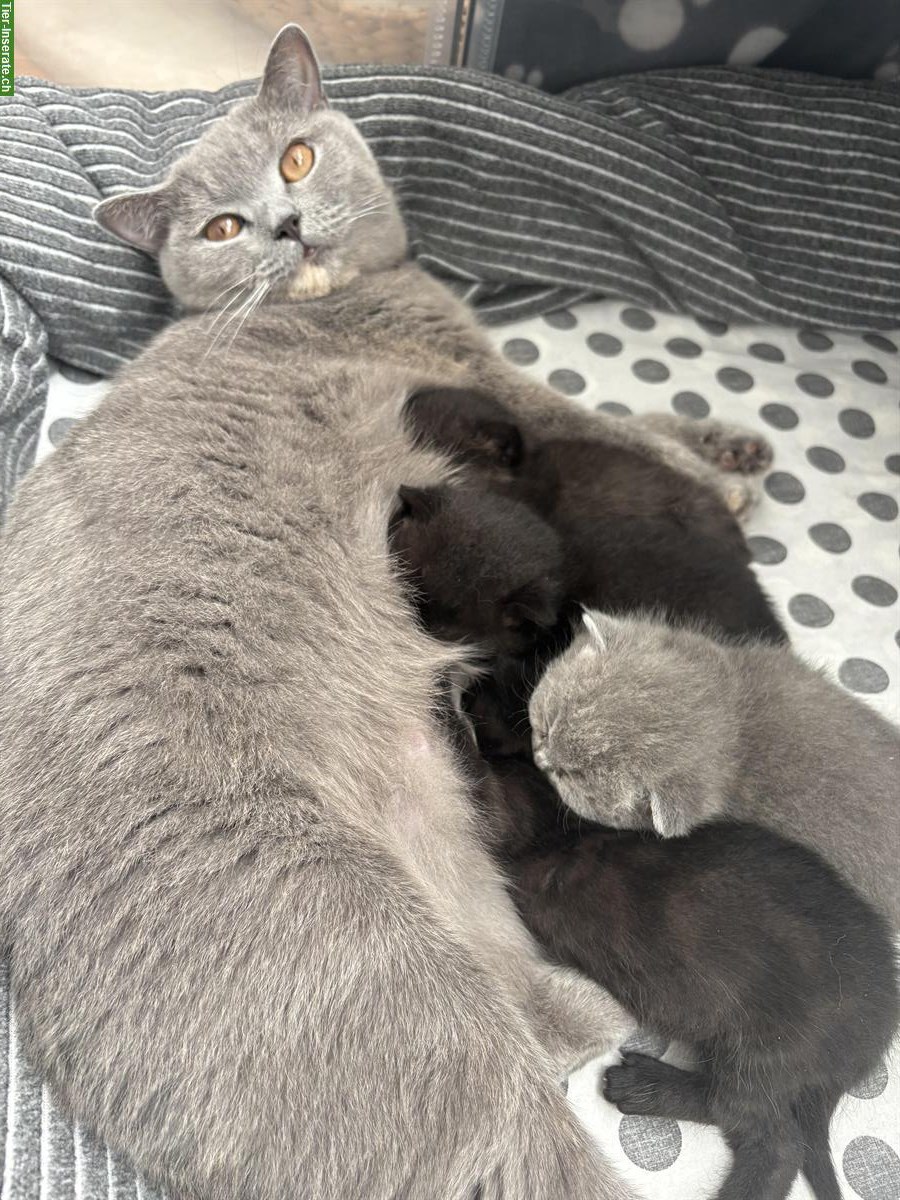 Bild 8: BKH Kitten suchen neues Zuhause ab Januar