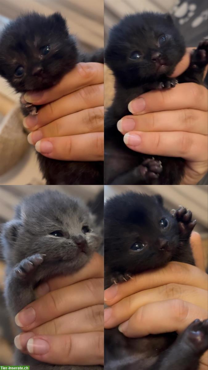 Bild 9: BKH Kitten suchen neues Zuhause ab Januar