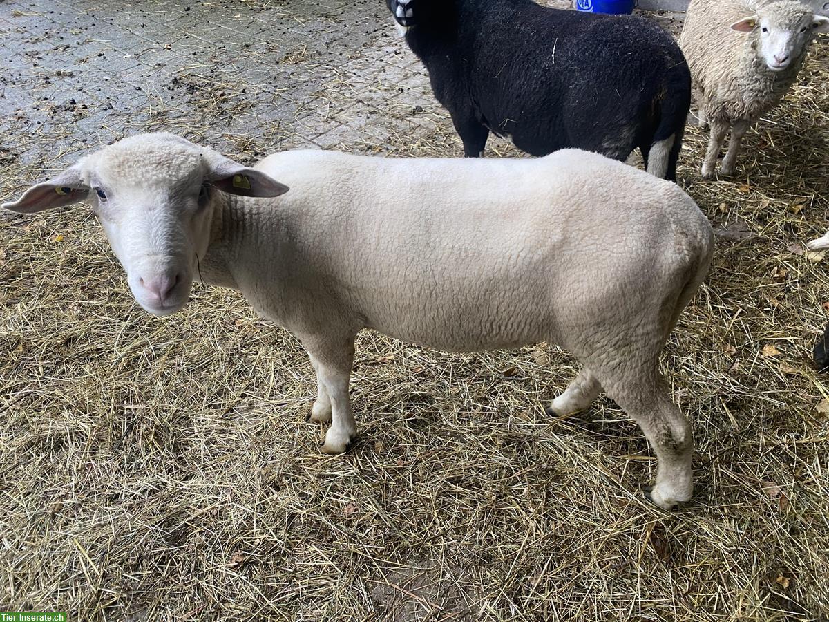 Weisses Alpenschaf, junger Bock aus Demeter-Betrieb