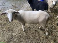 Weisses Alpenschaf, junger Bock aus Demeter-Betrieb