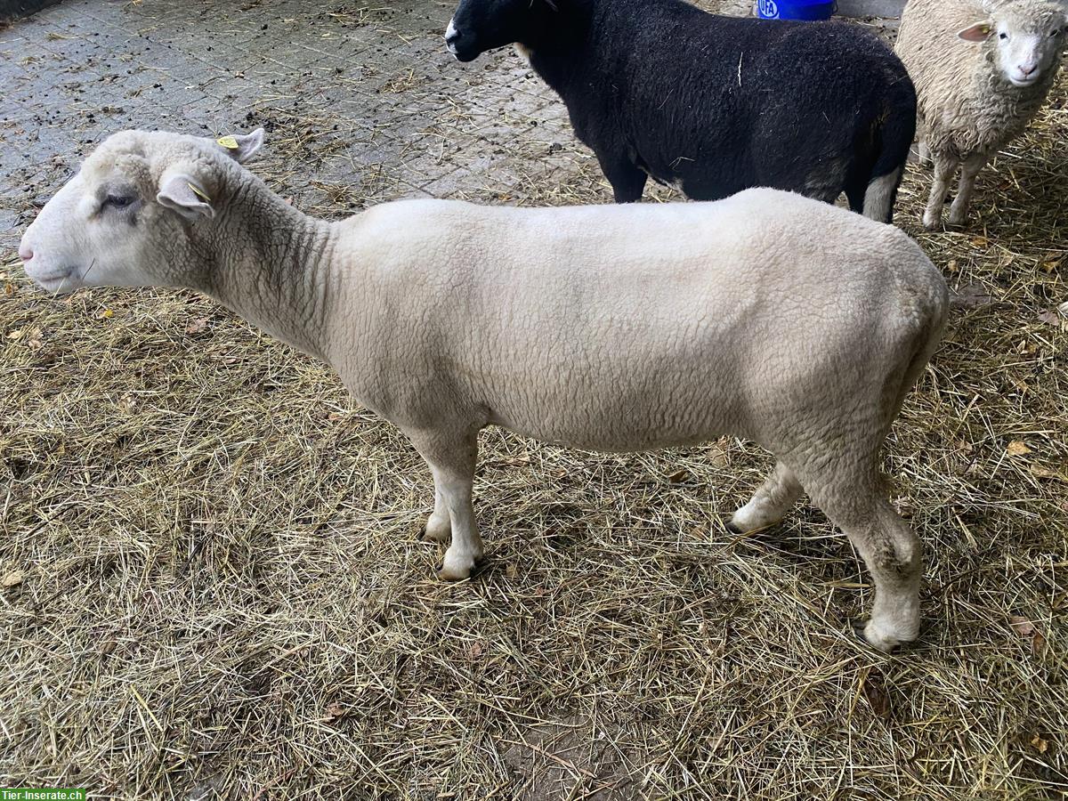 Bild 2: Weisses Alpenschaf, junger Bock aus Demeter-Betrieb