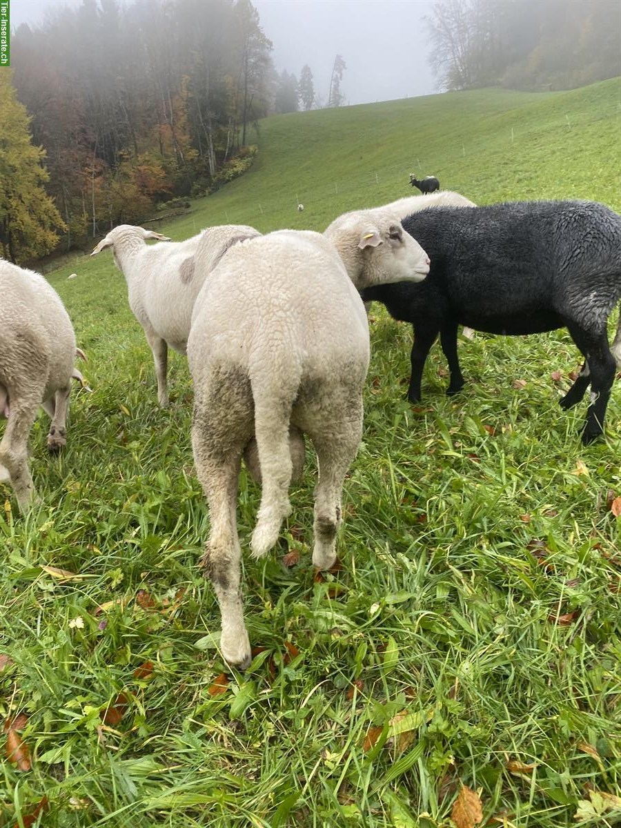 Bild 3: Weisses Alpenschaf, junger Bock aus Demeter-Betrieb