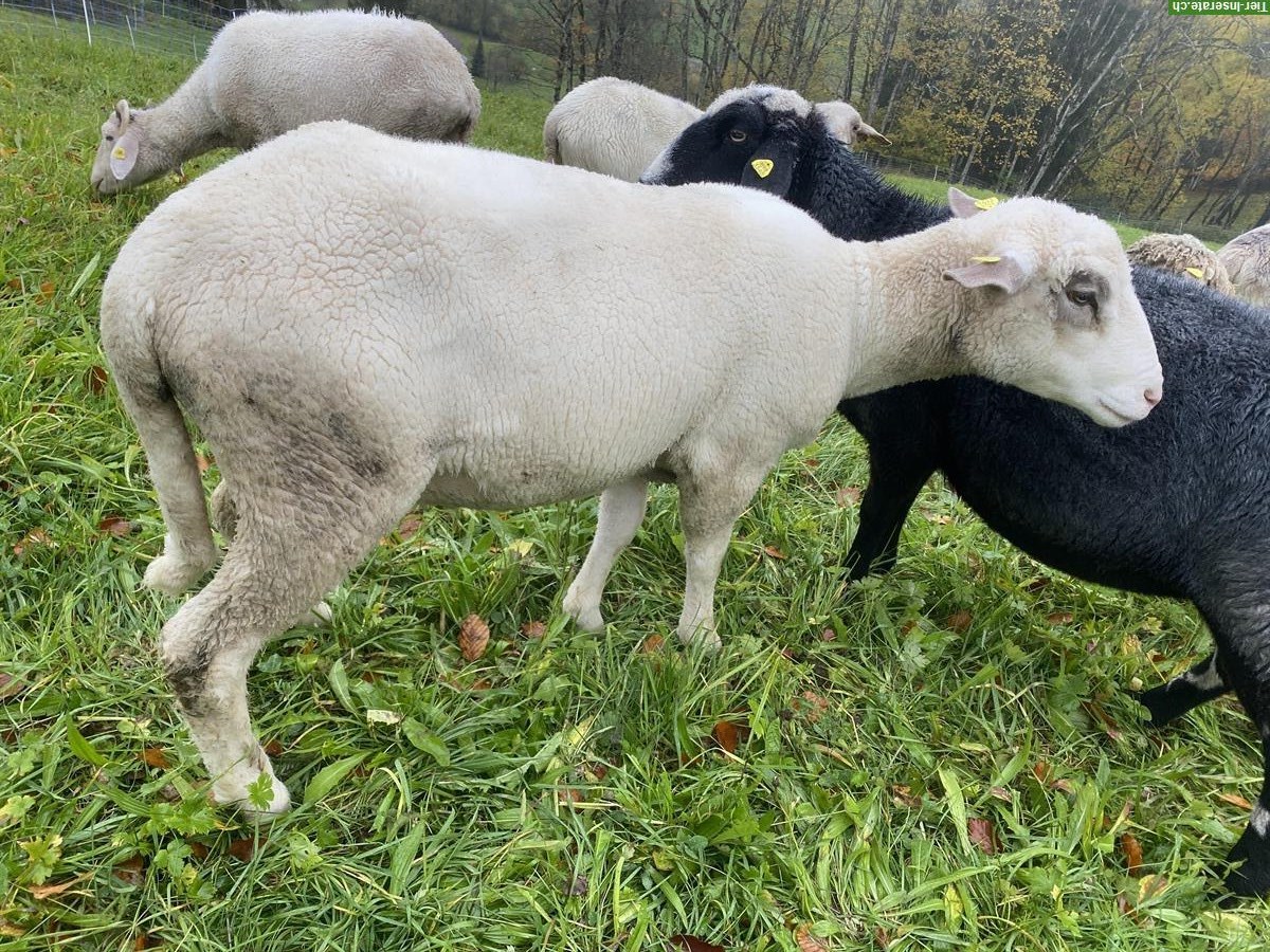 Bild 4: Weisses Alpenschaf, junger Bock aus Demeter-Betrieb