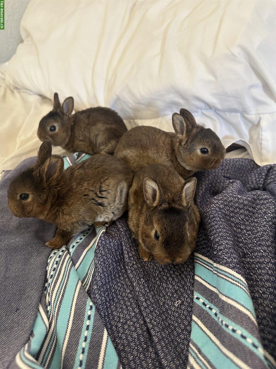 Zwerg Rex Kaninchen (Castor-Rex) zu verkaufen