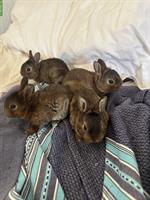 Zwerg Rex Kaninchen (Castor-Rex) zu verkaufen