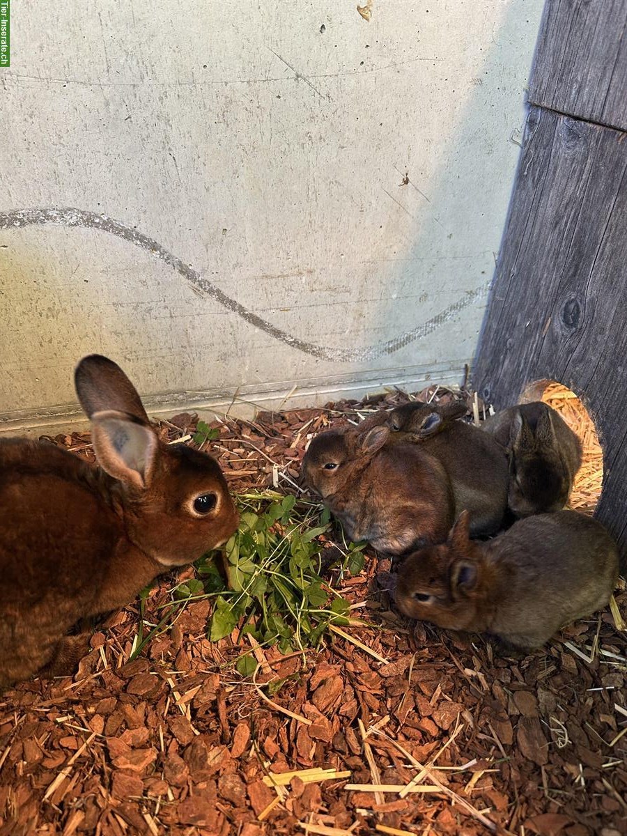 Bild 2: Zwerg Rex Kaninchen (Castor-Rex) zu verkaufen