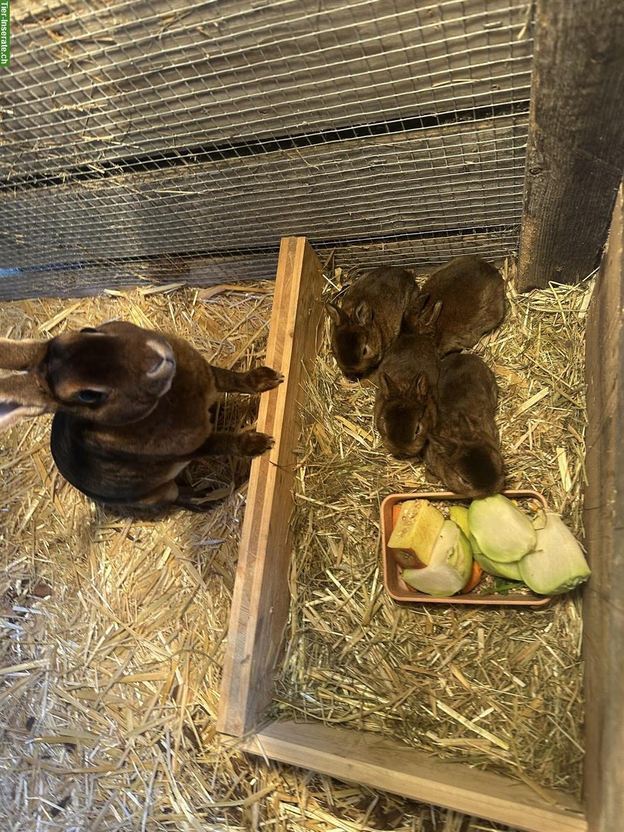 Bild 3: Zwerg Rex Kaninchen (Castor-Rex) zu verkaufen