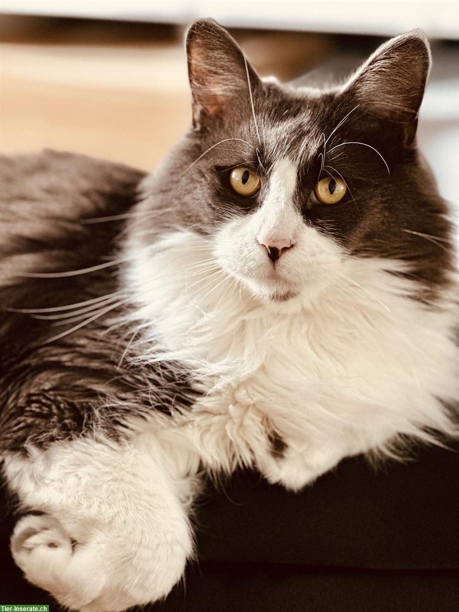 Bald 4-jähriger Maine Coon Kater sucht neues Zuhause