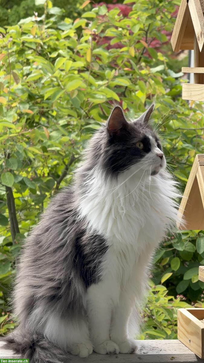 Bild 2: Bald 4-jähriger Maine Coon Kater sucht neues Zuhause