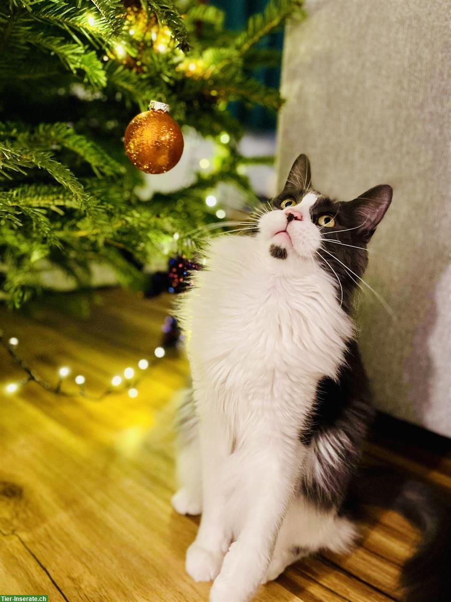 Bild 3: Bald 4-jähriger Maine Coon Kater sucht neues Zuhause