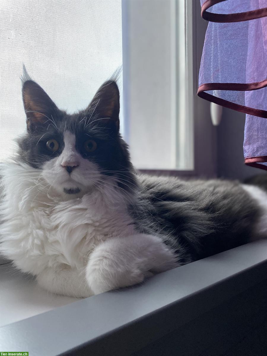 Bild 4: Bald 4-jähriger Maine Coon Kater sucht neues Zuhause