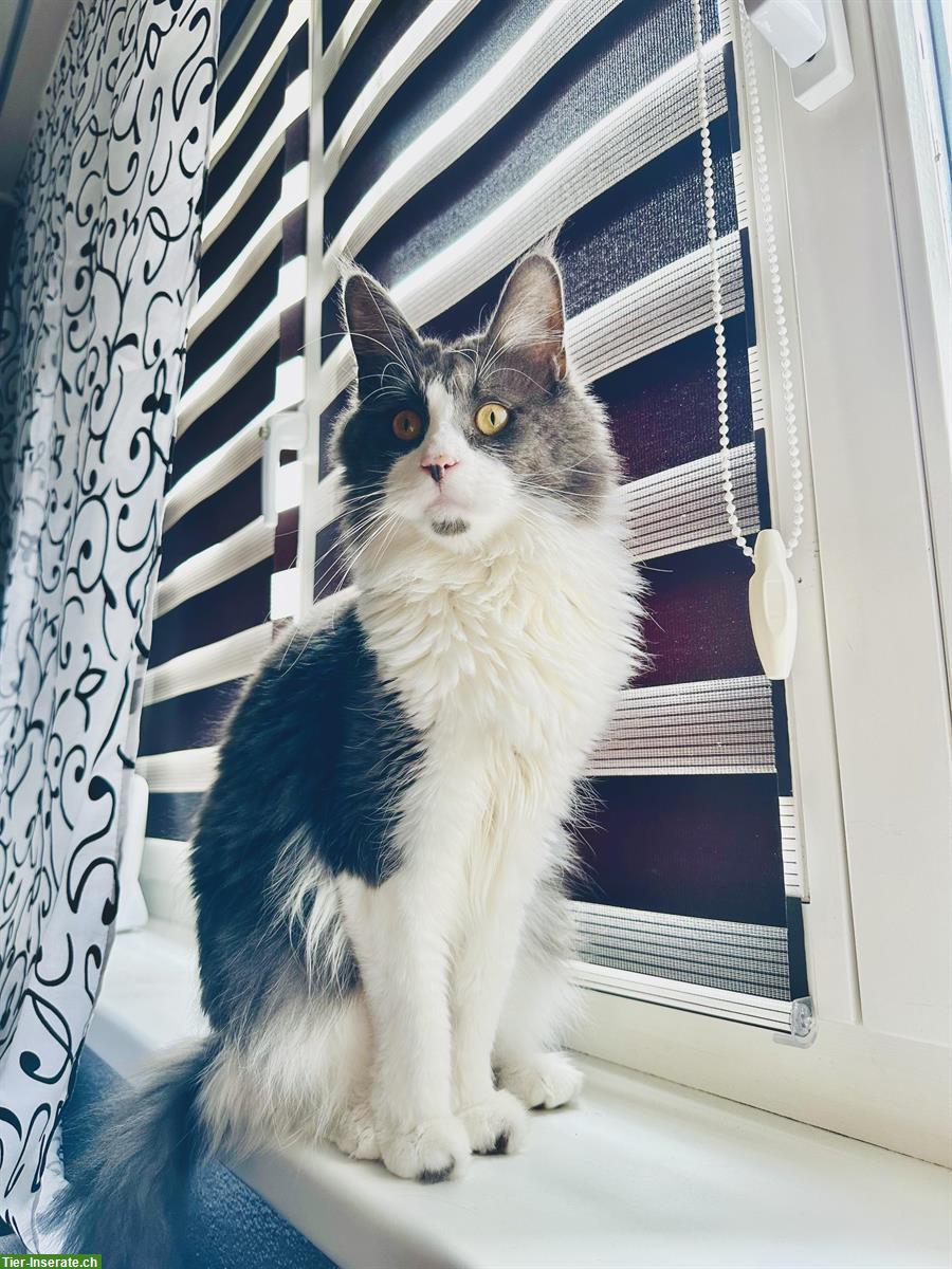 Bild 5: Bald 4-jähriger Maine Coon Kater sucht neues Zuhause