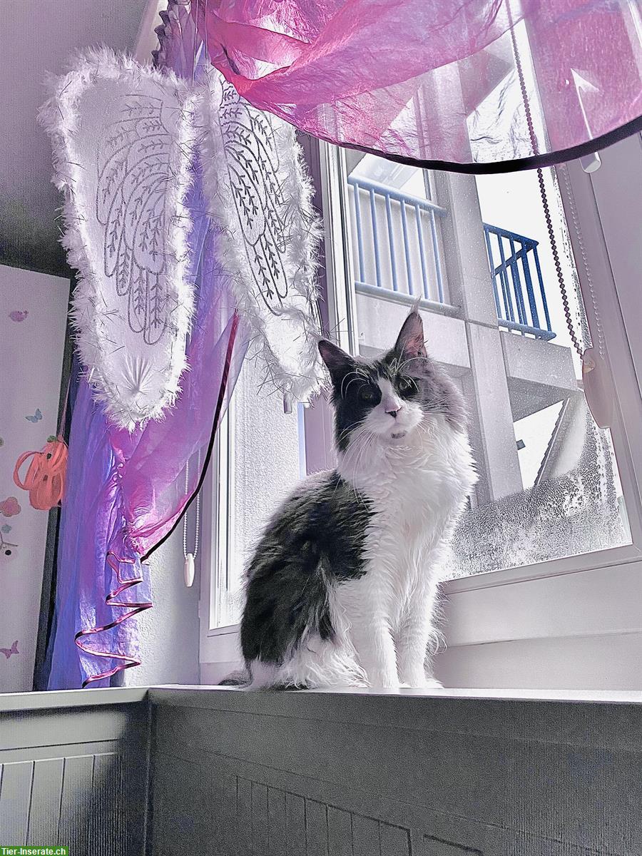 Bild 6: Bald 4-jähriger Maine Coon Kater sucht neues Zuhause