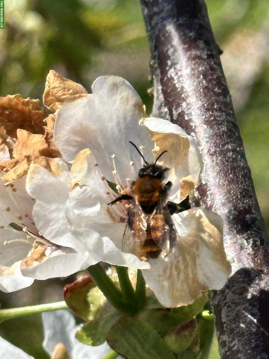 Mauerbienen Kokons zu verkaufen, natürliche Bestäuber