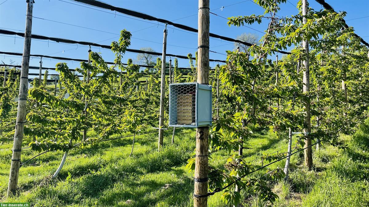 Bild 2: Mauerbienen Kokons zu verkaufen, natürliche Bestäuber