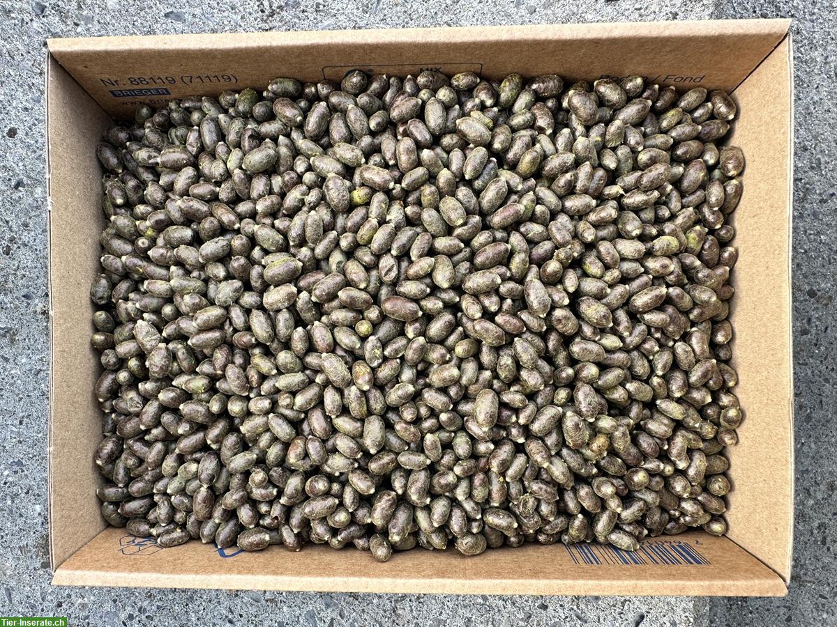 Bild 3: Mauerbienen Kokons zu verkaufen, natürliche Bestäuber