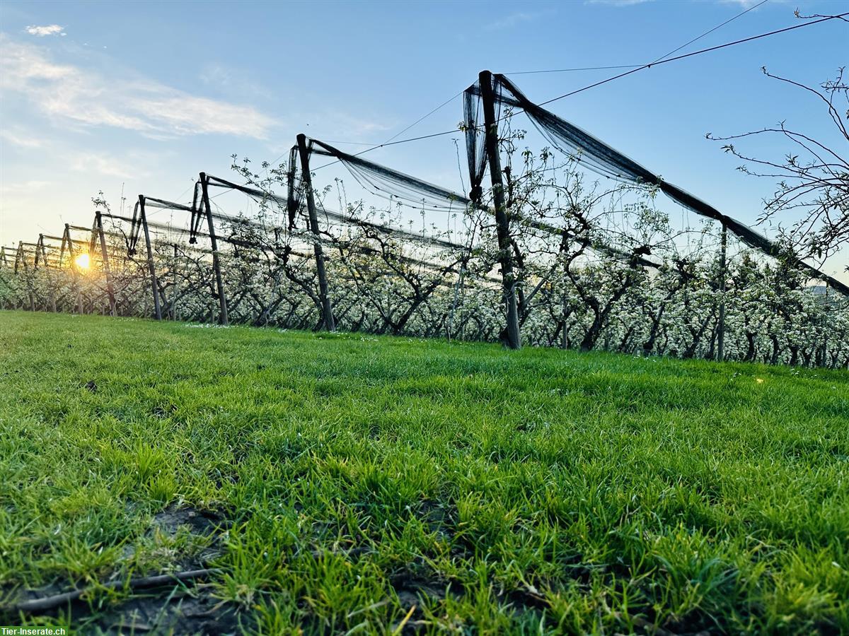 Bild 4: Mauerbienen Kokons zu verkaufen, natürliche Bestäuber