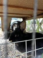 Kaninchen zu verkaufen, inkl. Zubehör