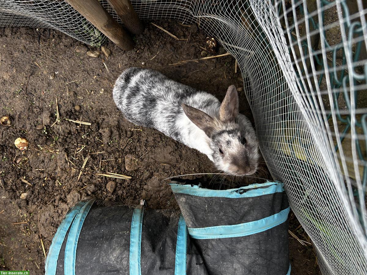 Bild 2: Kaninchen zu verkaufen, inkl. Zubehör